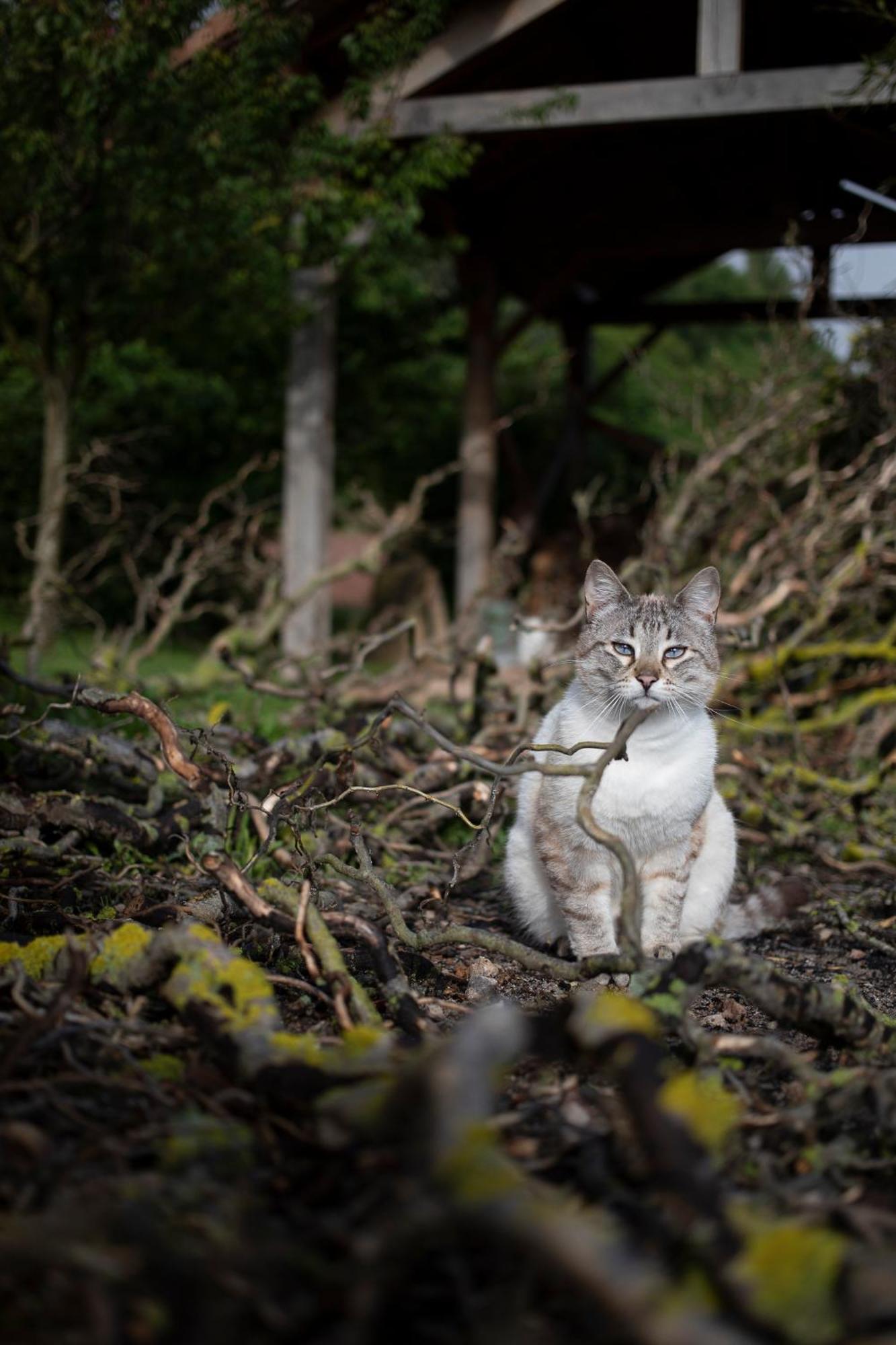 Le Chat Blanc Gite Versols-et-Lapeyre Buitenkant foto