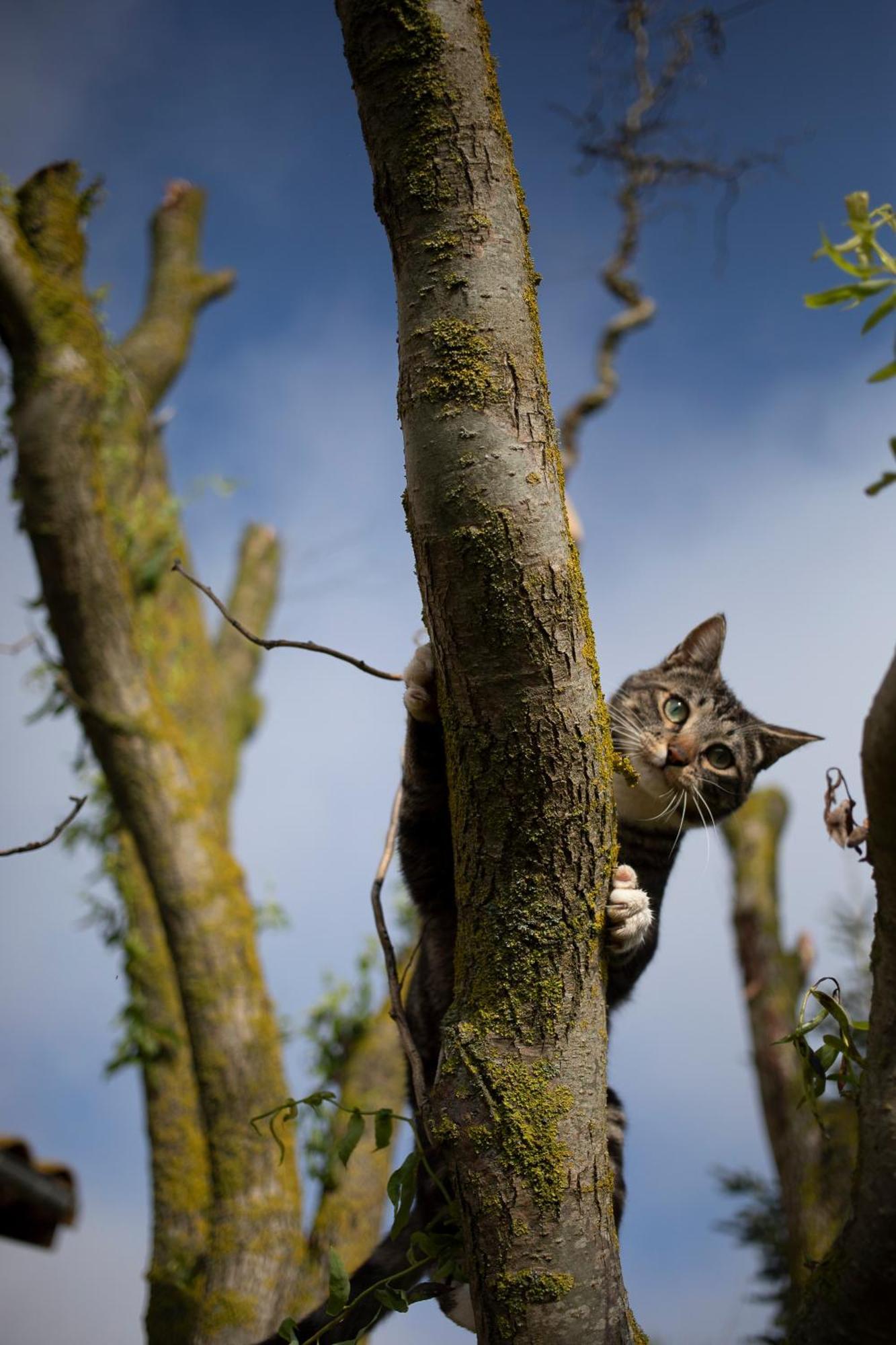 Le Chat Blanc Gite Versols-et-Lapeyre Buitenkant foto