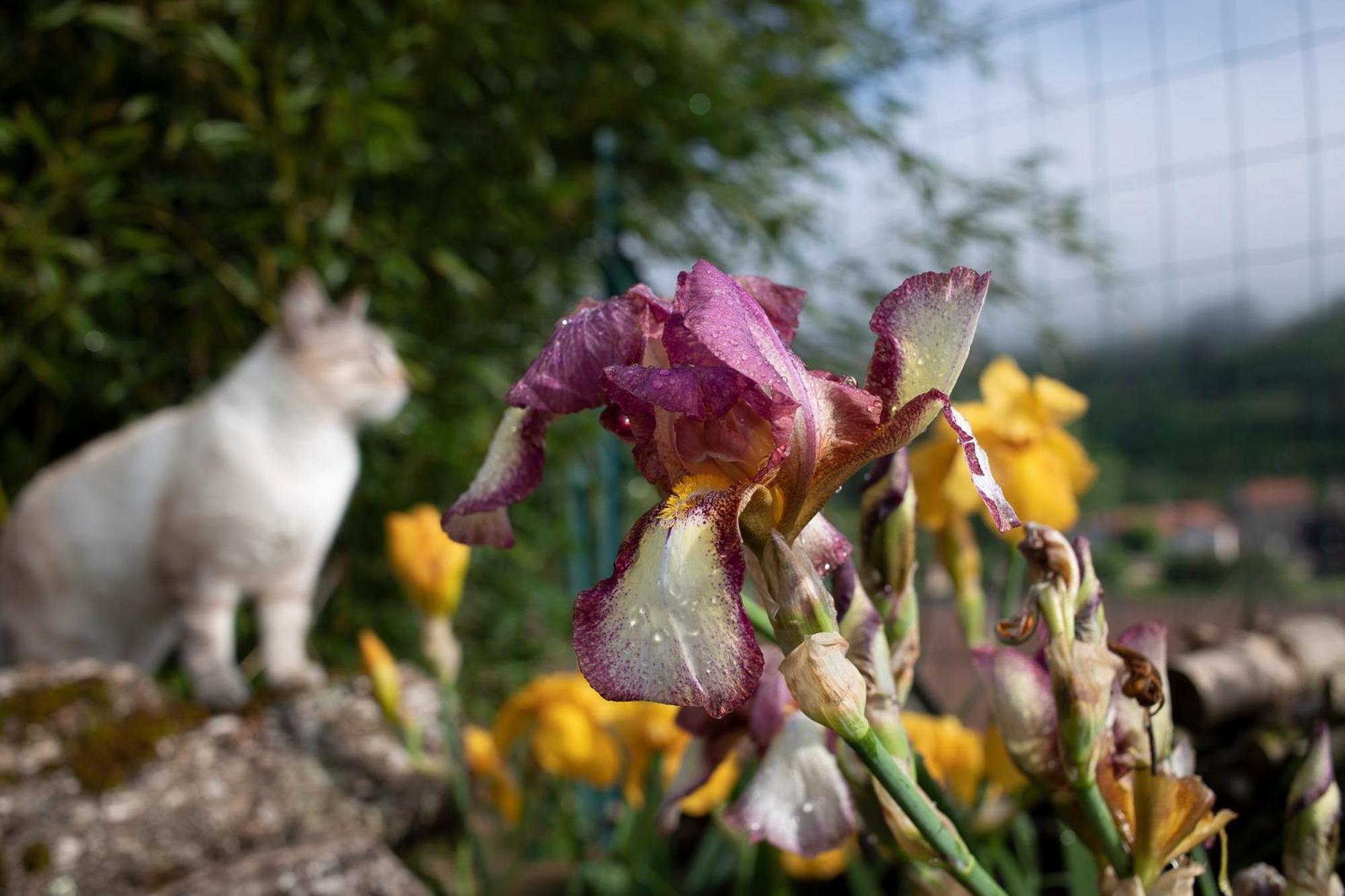 Le Chat Blanc Gite Versols-et-Lapeyre Buitenkant foto