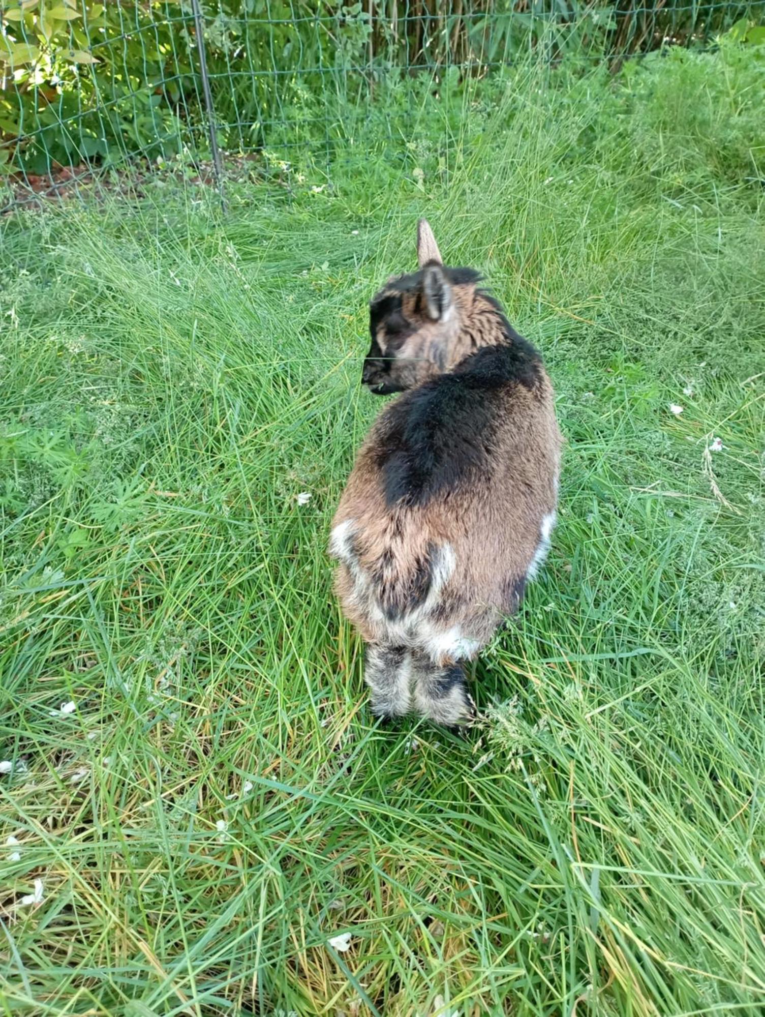 Le Chat Blanc Gite Versols-et-Lapeyre Buitenkant foto